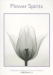 Flower Spirits Boxed Notecards / Steven N. Meyers utilizes his expertise in radiological techniques to capture flowers and botanicals in invisible light. The fine art of x-ray photography allows the artist to reveal the textures, details and structures of plants which are not normally visible to the human eye. Steven is one of only